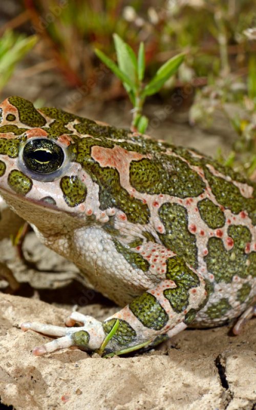 1000_F_294054335_YFoppq4aEFQiHWedZfmWTAgzv0R4KCHj