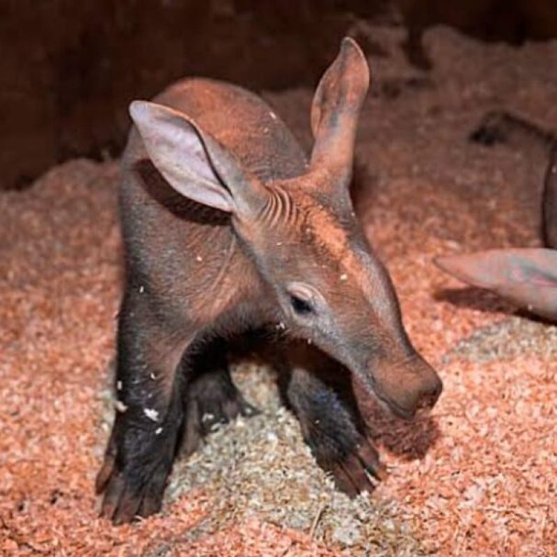 Aardvark