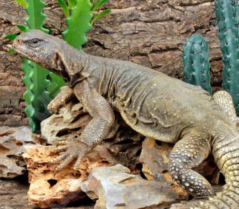 Adult uromastyx aegyptia (1)