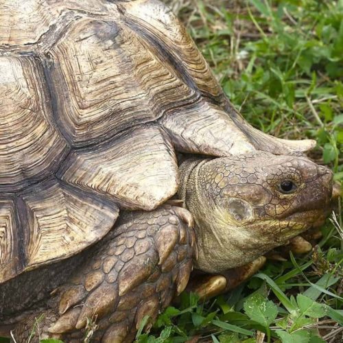 Geochelone sulcata