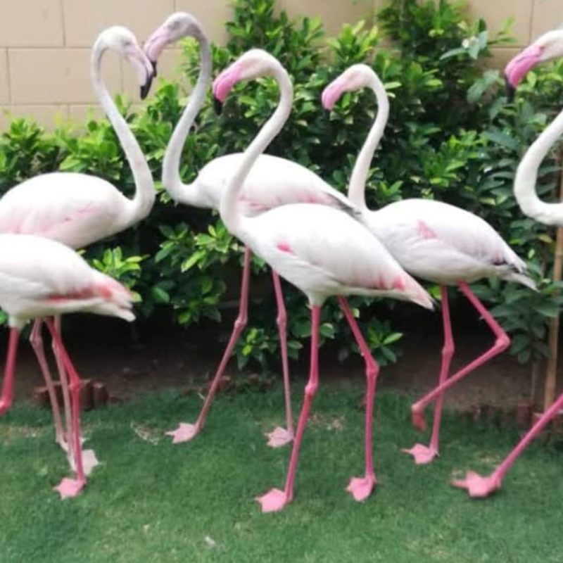 Greater flamingo