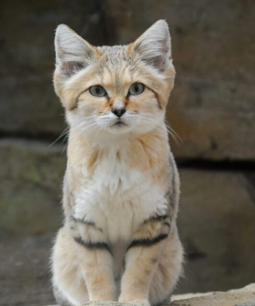Sand_Cat1