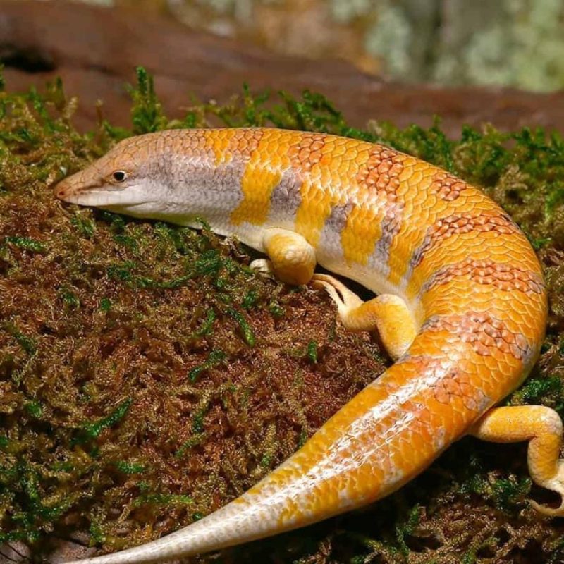 Scincus scincus(Sand fish)