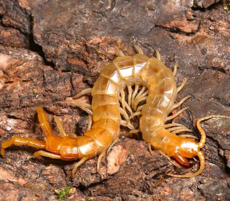 Scolopendra cingulata( Egyptian centipedes)