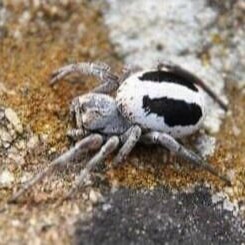 Stegodyphus lineatus (velvet spider)