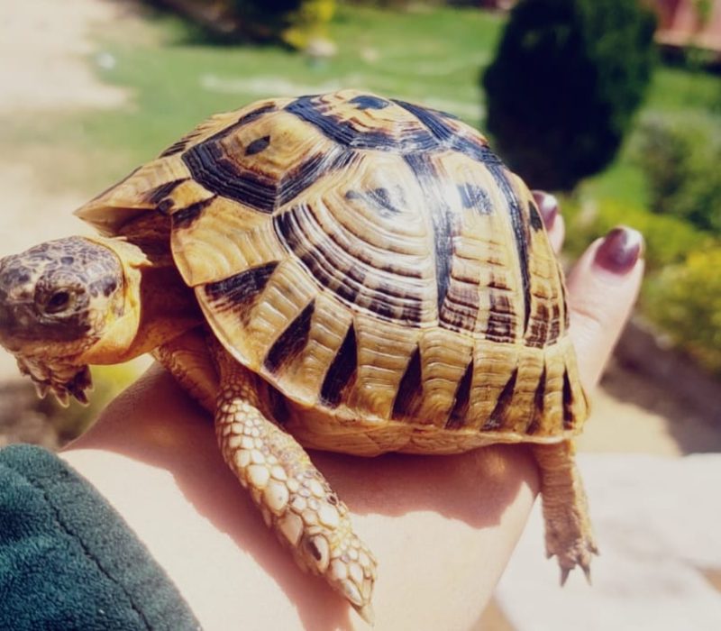 Testudo graeca nabeulensis