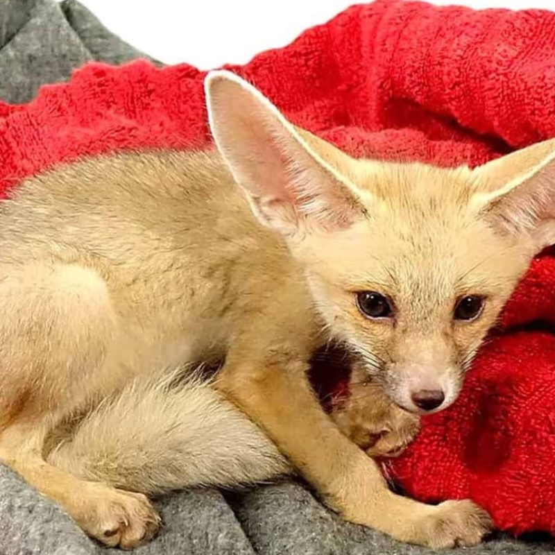 Vulpes rueppellii(Ruppell's sand fox)